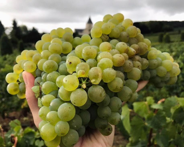 シャルドネの真髄に迫る！テロワールの違いを楽しむ3種飲み比べ