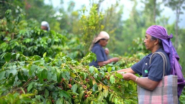 ブラジルコーヒー農家に今、何が起きている？ 気候変動と「高品質化」の波