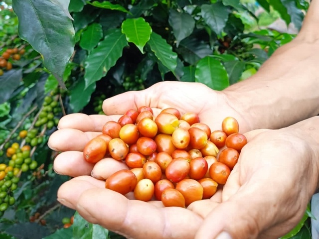 【コーヒー希少な品種】ピンクブルボン！