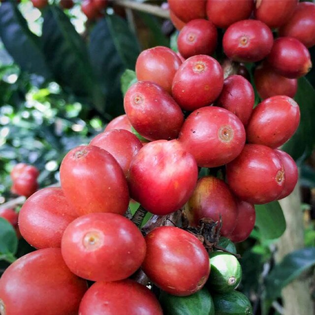 【コーヒー希少な品種】ピンクブルボン！