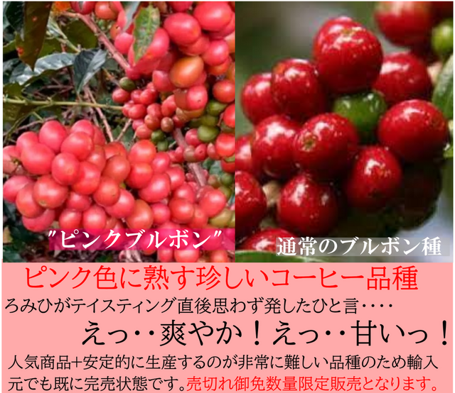 2月のおすすめコーヒー豆はピンクブルボン！