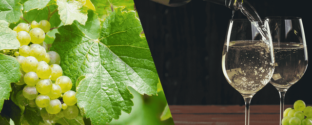 【限定12本】14年の眠りから覚める、黄金の雫。2012年ヴィンテージの「真髄」を味わう。