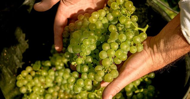 【限定12本】14年の眠りから覚める、黄金の雫。2012年ヴィンテージの「真髄」を味わう。