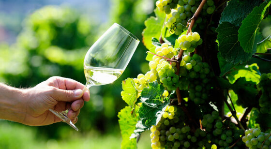 スペシャルクラス3種の白ワイン、解禁